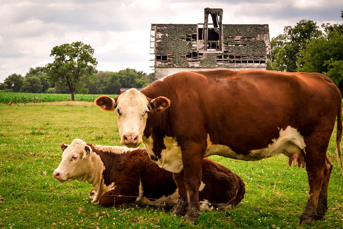 0810-06 Farm Cattle