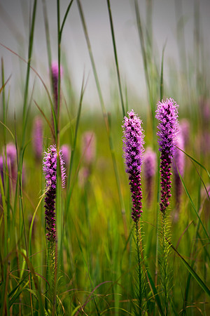 Blazing Star