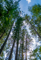 In the Pines, In the Pines