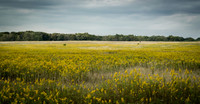 _DSC0026